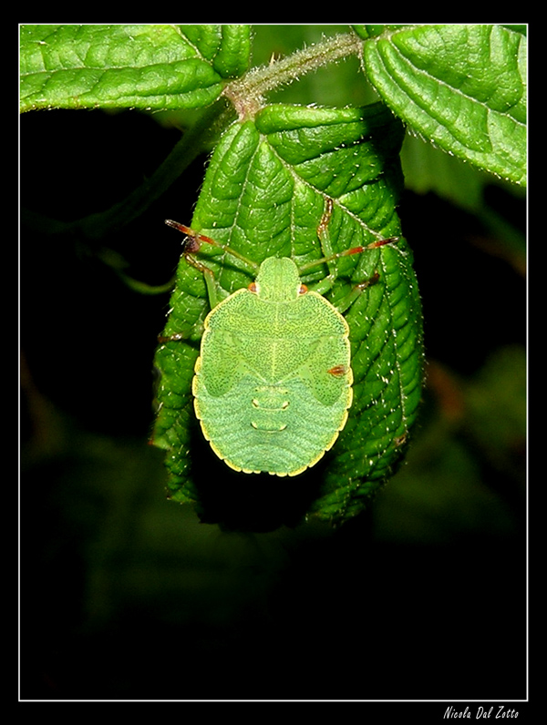 Emittero? Ninfa di Palomena prasina